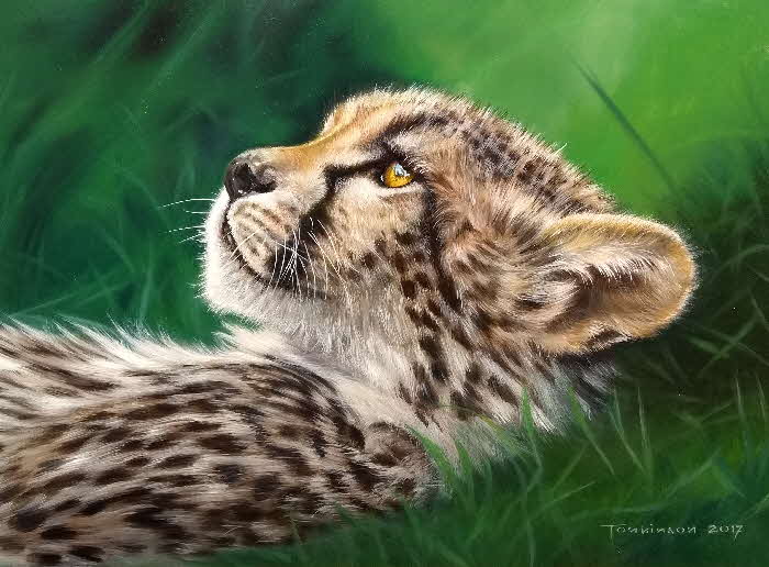 baby cheetah by Tonkinson
