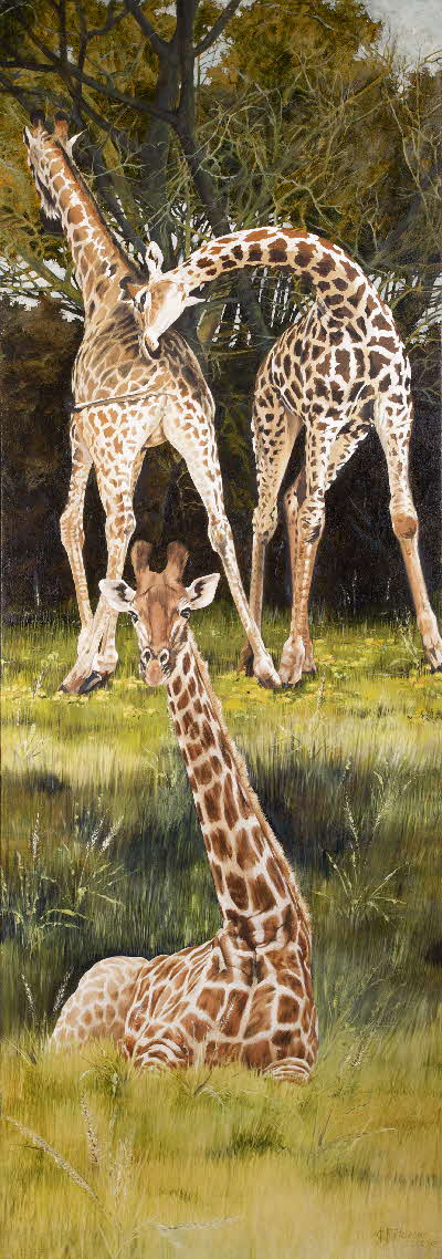 Three baby giraffe by tonkinson