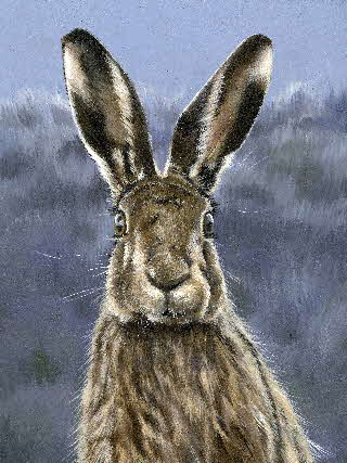 Tonkinson Glicee Posters Wild HareARTPAL-001
