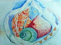 sea shells design