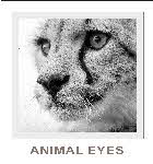 demo lesson - animal eyes demo lesson - animal eyes
