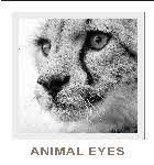 demo lesson - animal eyes