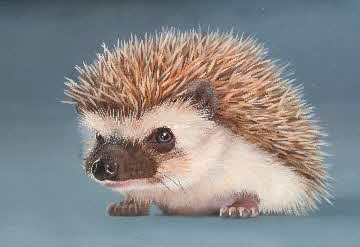 hedgehog 2020