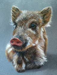 wild boar pup tonkinson-art.nl